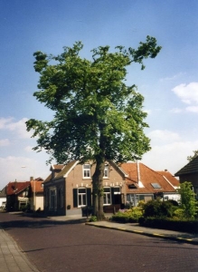 F5805 Het Hoge, lindeboom 2004